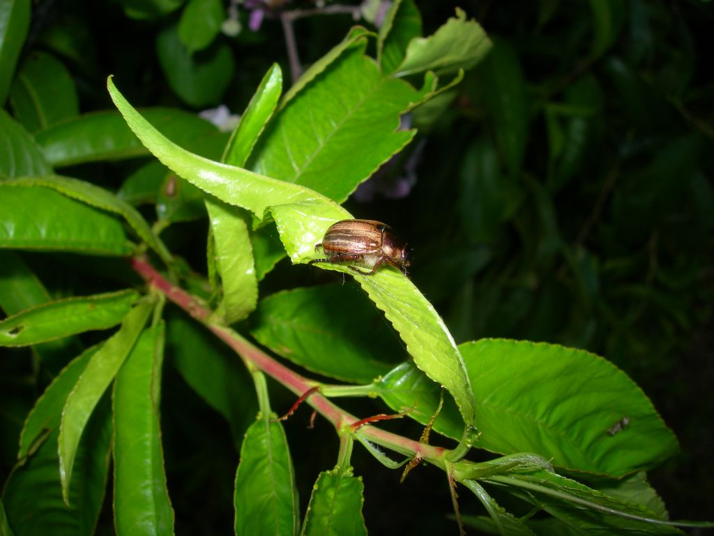 Mimela junii junii, Rutelidae